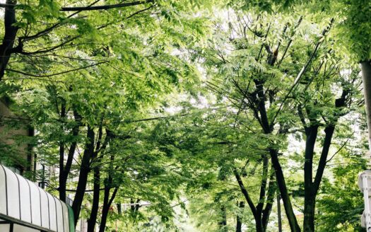 Shirokane Residential Guide: Neighborhoods, Prices, and Ownership for Foreign Buyers in 2026