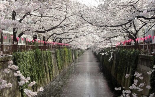 Tokyo's 2026 Sakura Season Ended Early. What Full-Bloom Timing Reveals About Property Decisions.