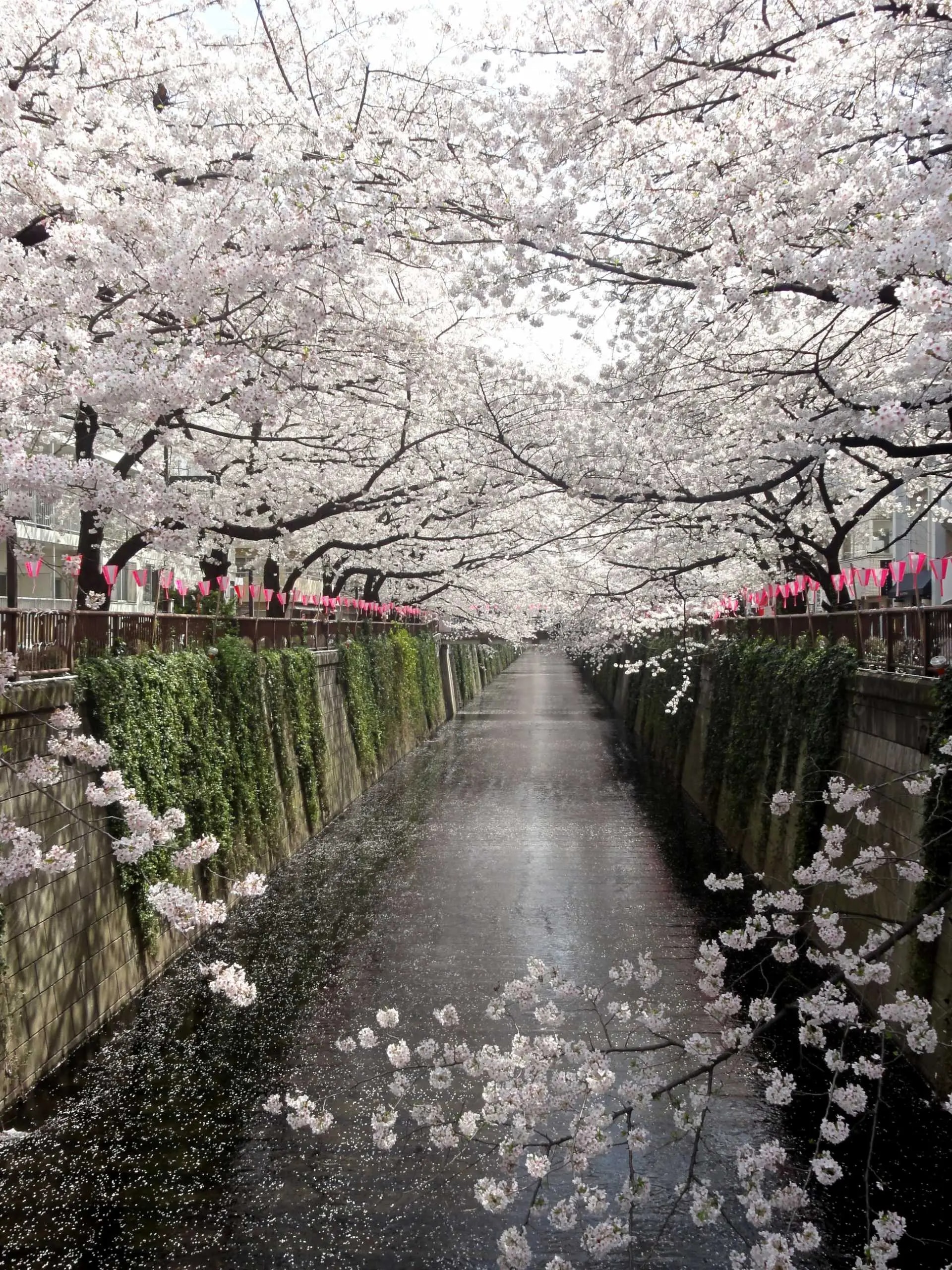 Tokyo's 2026 Sakura Season Ended Early. What Full-Bloom Timing Reveals About Property Decisions.
