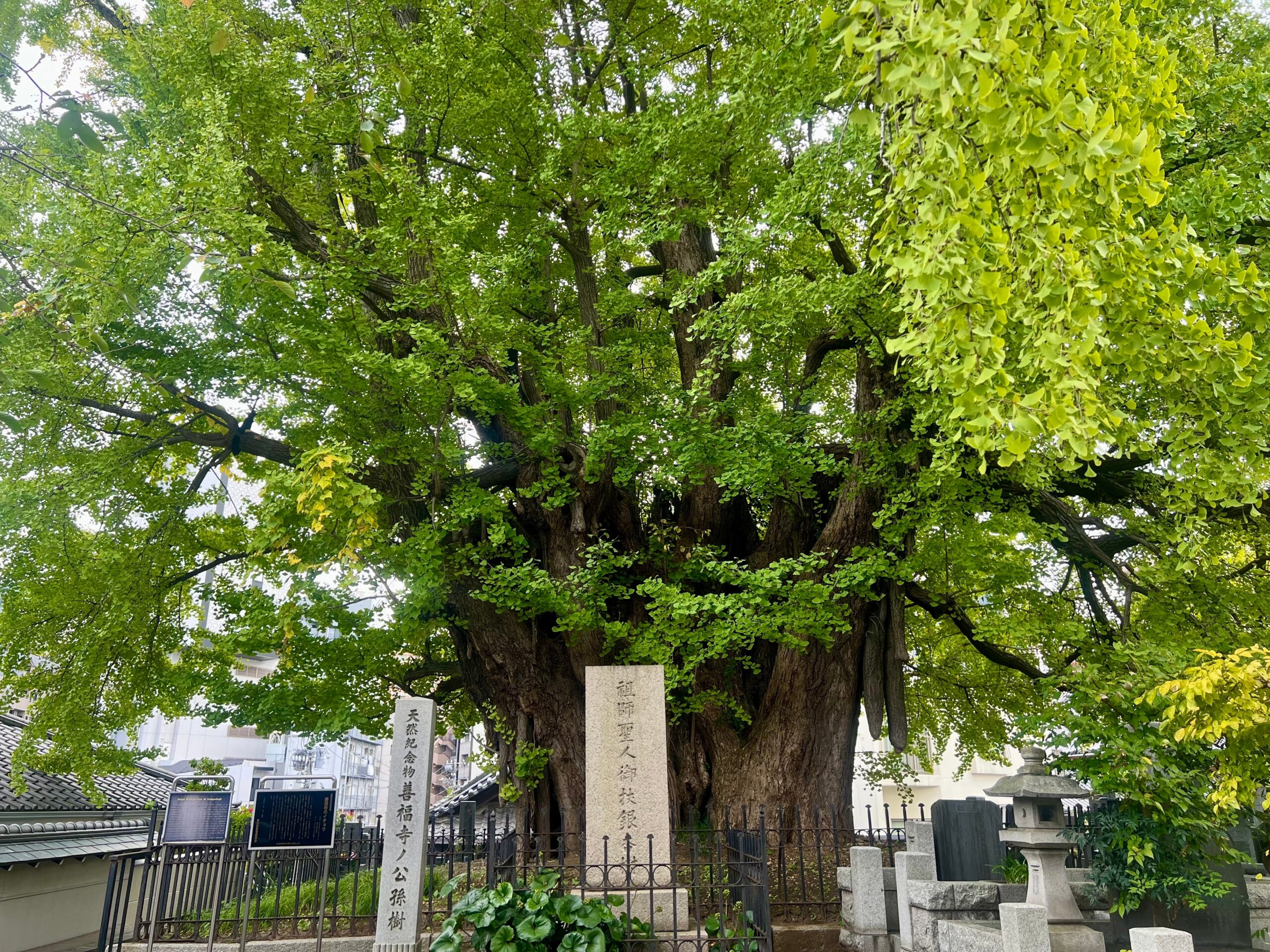 元麻布の地価が16.5%上昇した2026年、供給過少の構造が価格を支える